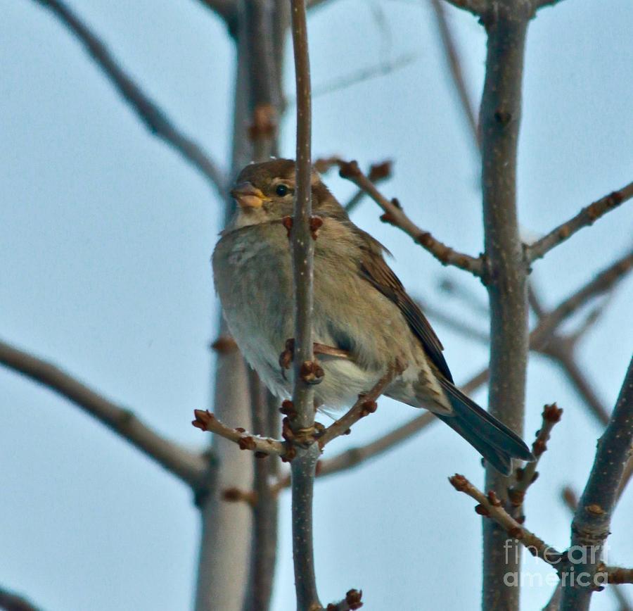 Sparrow Photograph by Ann E Robson