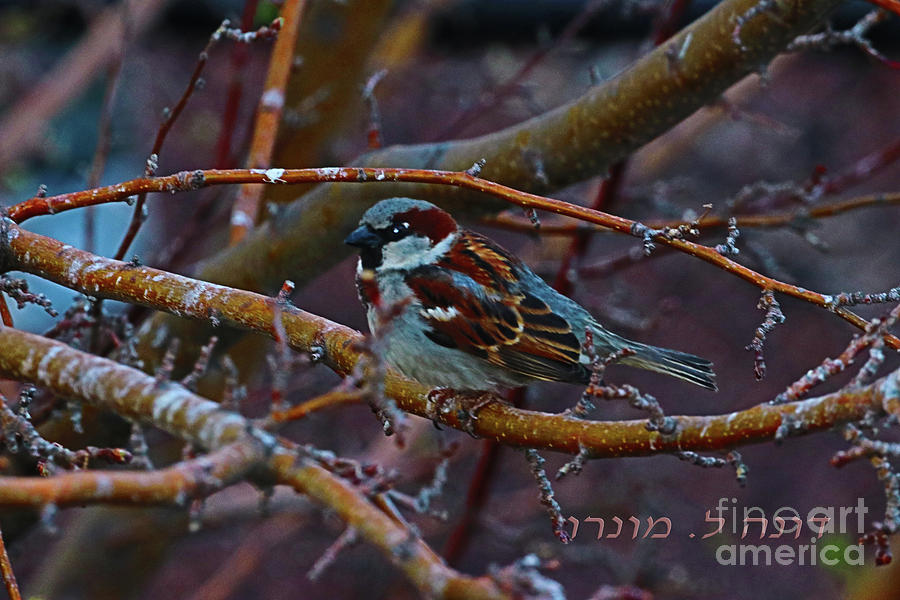 Sparrow Photograph - Sparrow by Donna L Munro