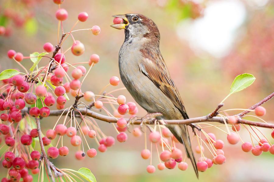 Sparrow eating berries Photograph by Top Wallpapers