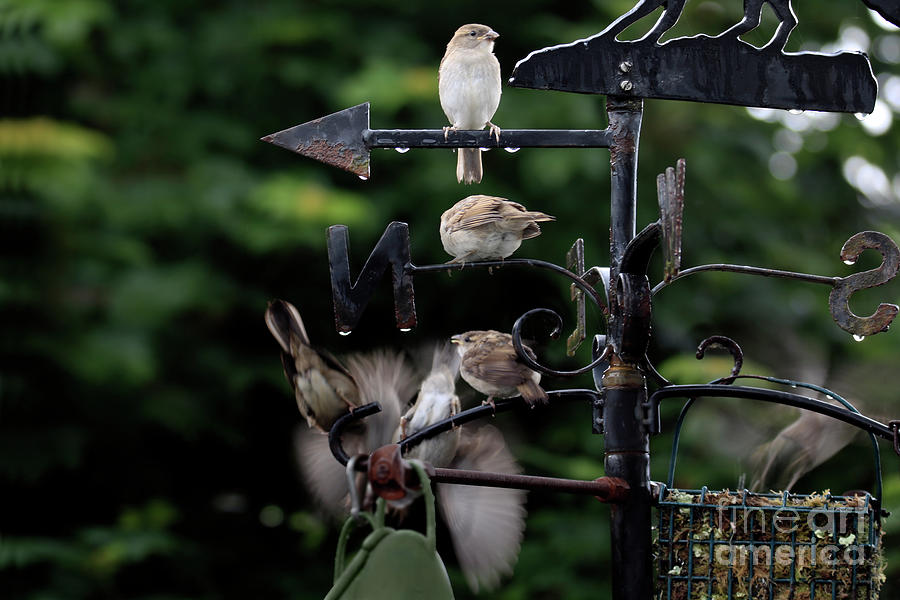 Sparrow Feeding Frenzy Photograph