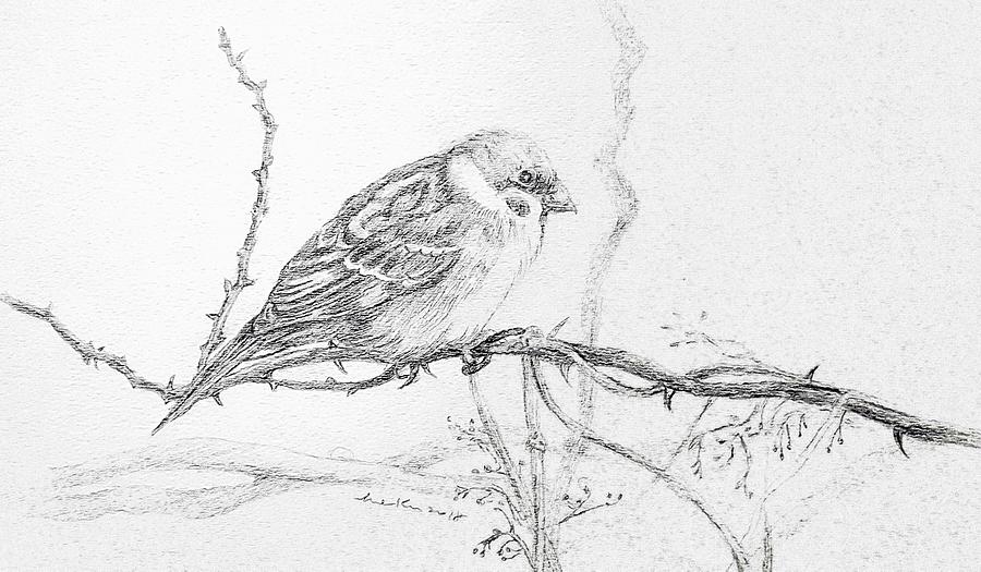 Sparrow Drawing by Hae Kim