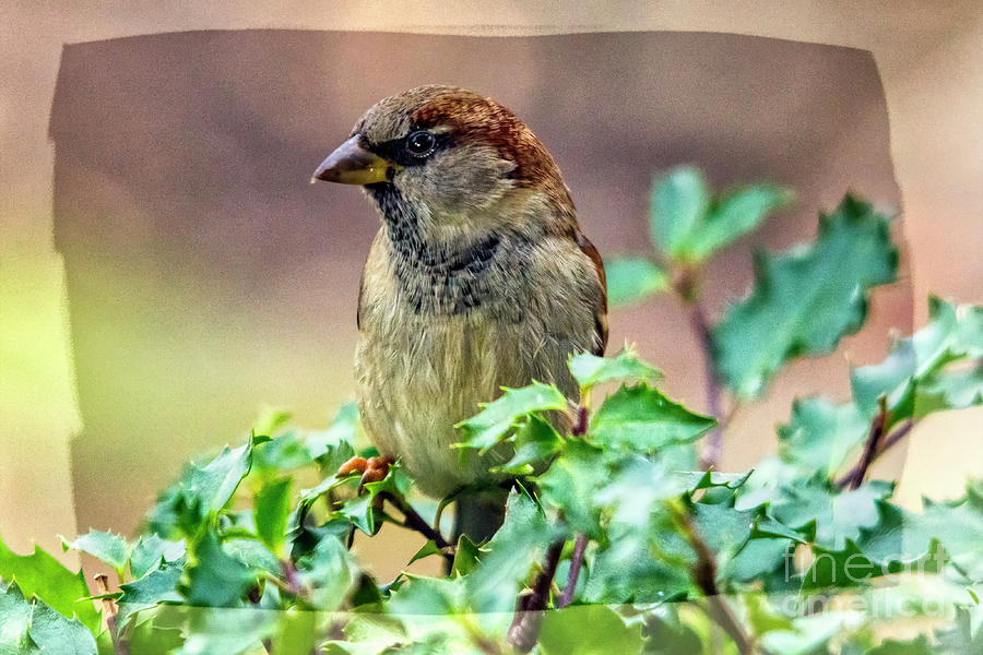 Sparrow in a Bush Photograph by Janice Pariza