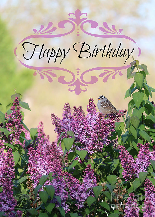 Sparrow In Lilacs Birthday Card Photograph