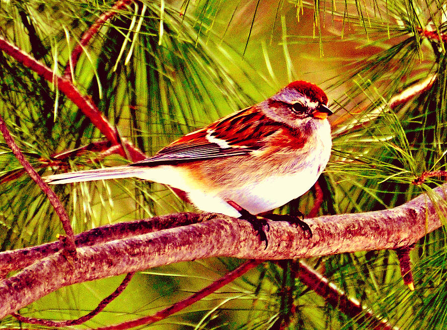 Sparrow in Pines Digital Art by Femina Photo Art By Maggie