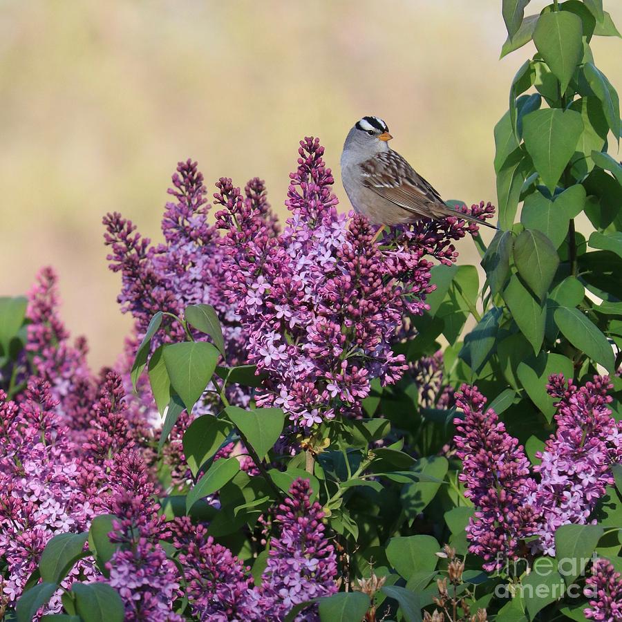 Sparrow in the Lilacs Photograph by Carol Groenen