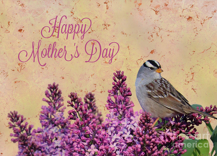 Sparrow in the Lilacs Mothers Day Card Photograph by Carol Groenen