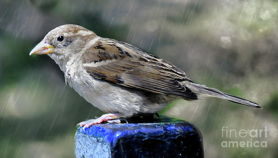 Sparrow in the Rain Photograph by Elaine Manley