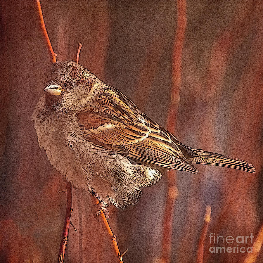 Sparrow in the Sunshine Photograph by Janice Pariza