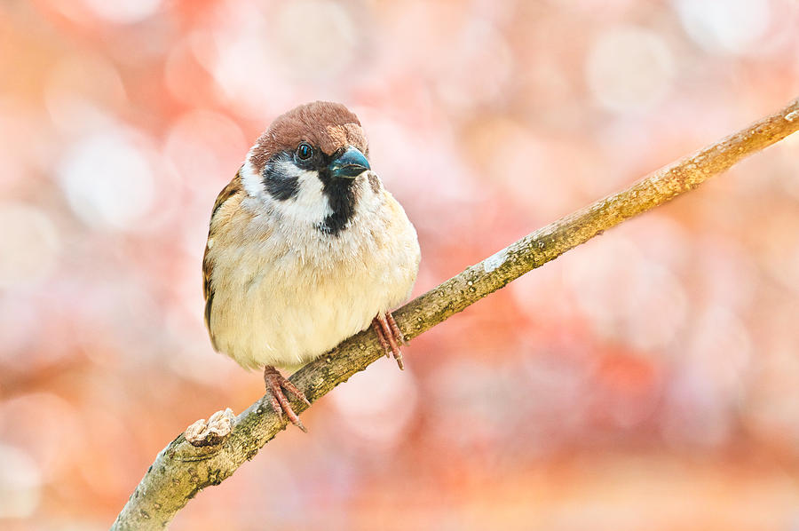 Nature Photograph - Sparrow In Winter by Takiko Hirai