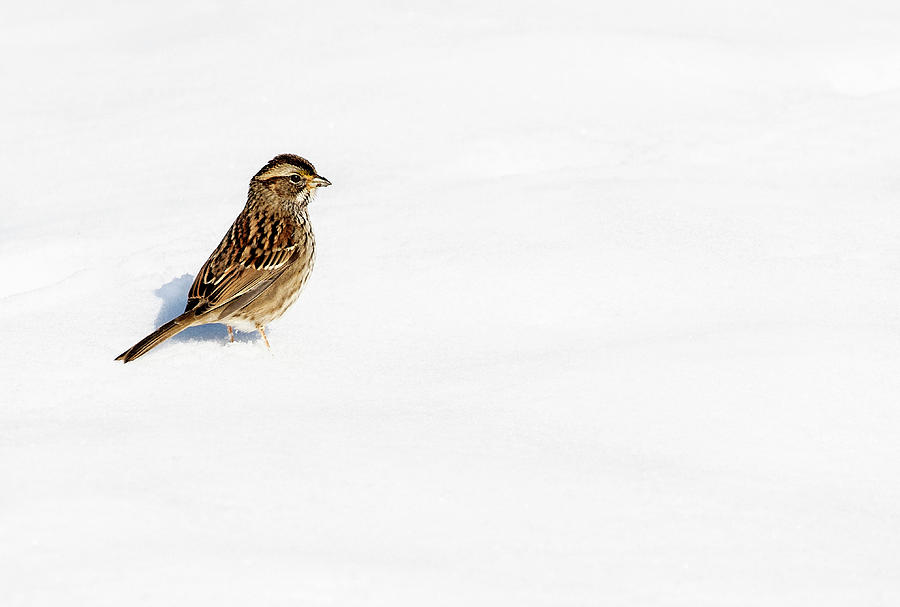 Sparrow on Snow Photograph by Art Cole