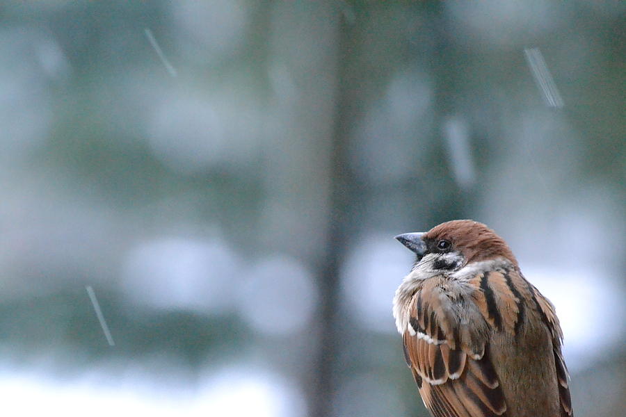 Sparrow On Snow Day Photograph by Mai Tsugihara