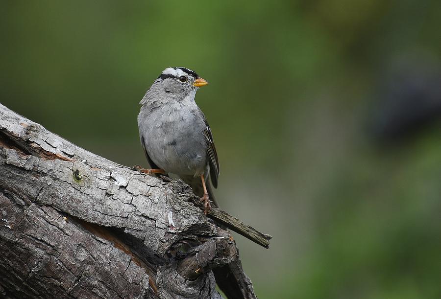 Sparrow On Tree Bark Photograph by Fraida Gutovich
