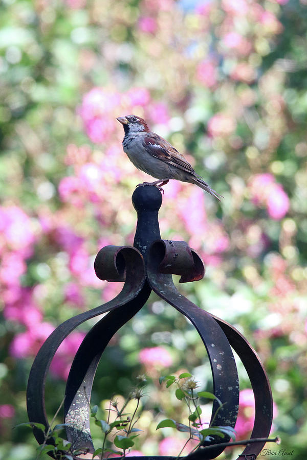 Sparrow Ornament Photograph by Trina Ansel