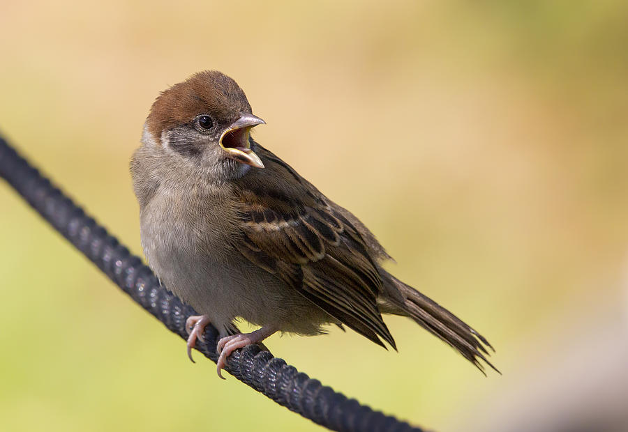 Nature Photograph - Sparrow by Ozan Aktas