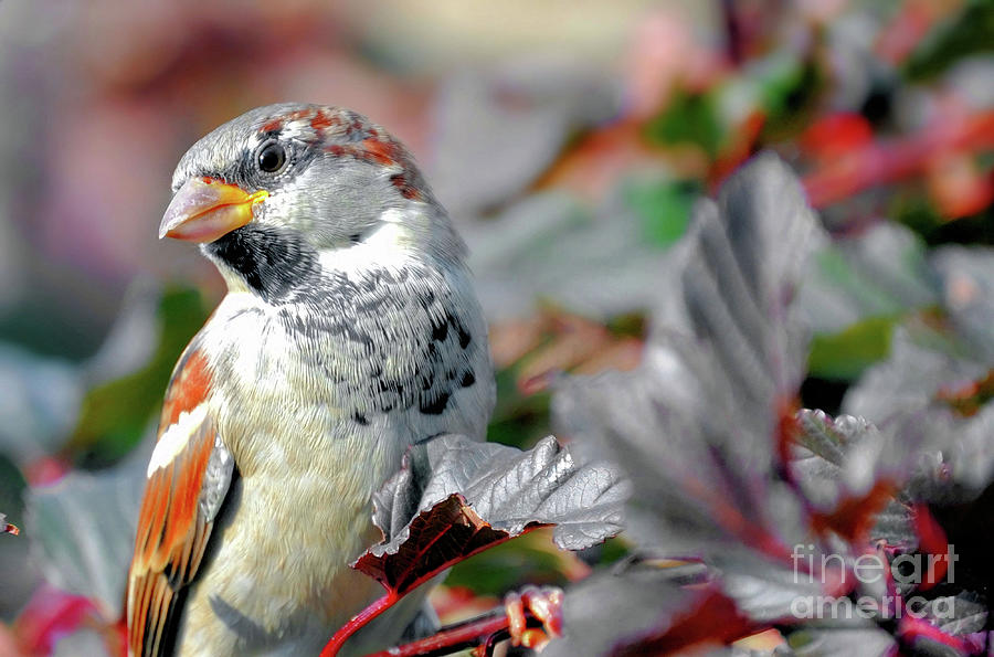 Sparrow Profile Photograph by Elaine Manley