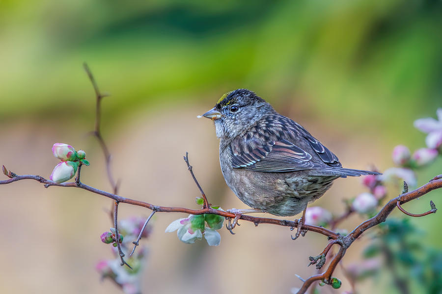 Sparrow Photograph - Sparrow by Wei Liu