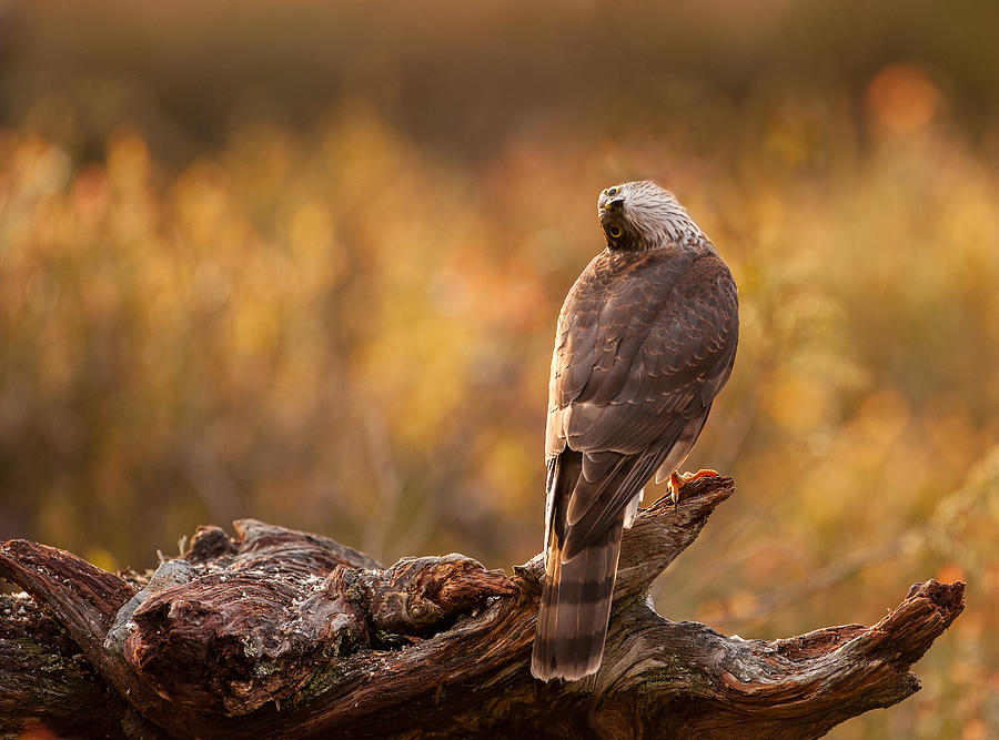 Nature Photograph - Sparrowhawk by Svein Ove Linde