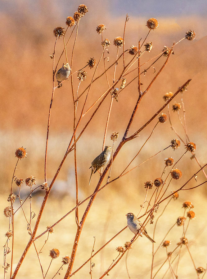 Sparrows Photograph by Michael Lustbader