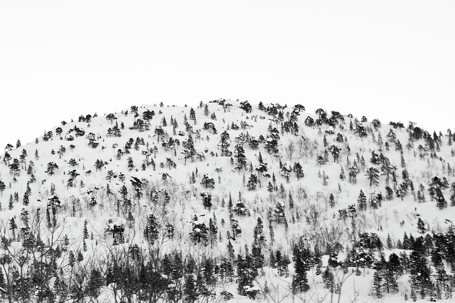 Sparse Mountain Forest In Norwegian Photograph by Raphael Schneider