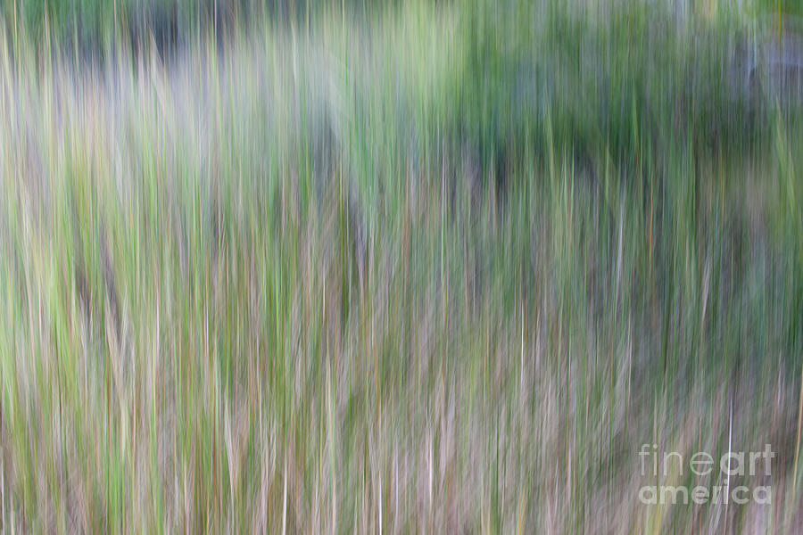 Spartina Reeds - Marsh Grass Photograph