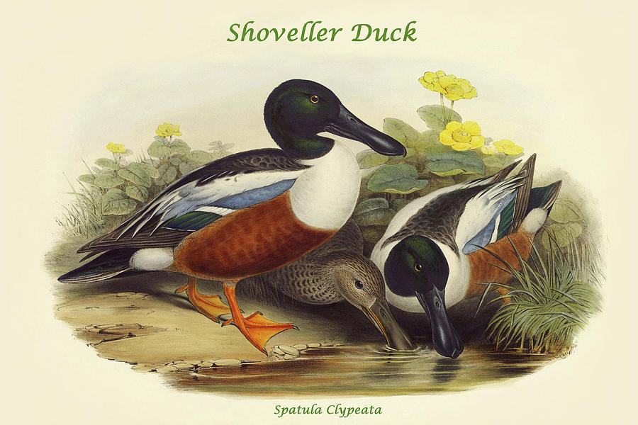 Spatula Clypeata - Shoveller Duck Painting by John Gould