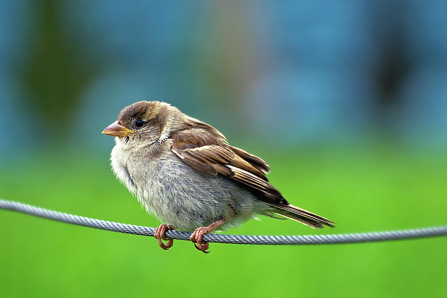 Spatz Bird Photograph by Janusz Ziob