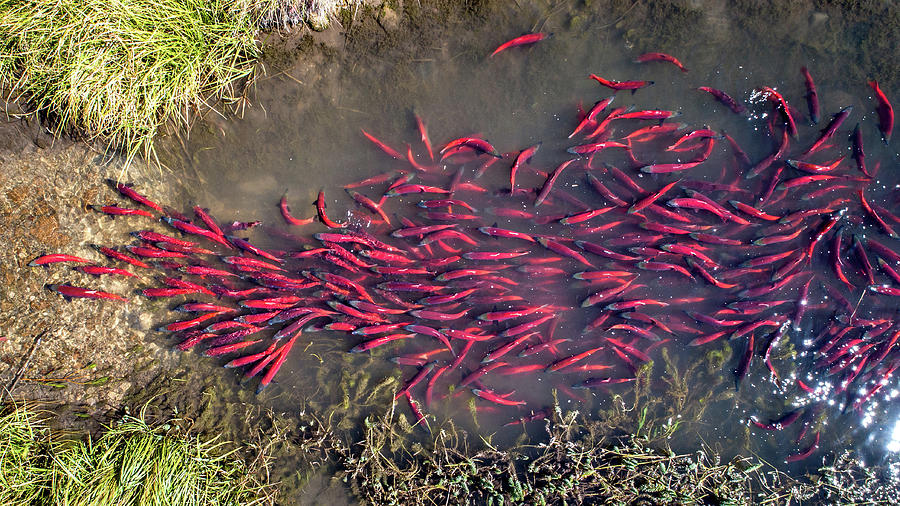 Spawning Kokanee Salmon Photograph by Wesley Aston