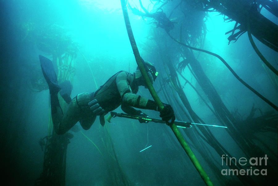 Spear Fisherman Photograph by Peter Scoones/science Photo Library