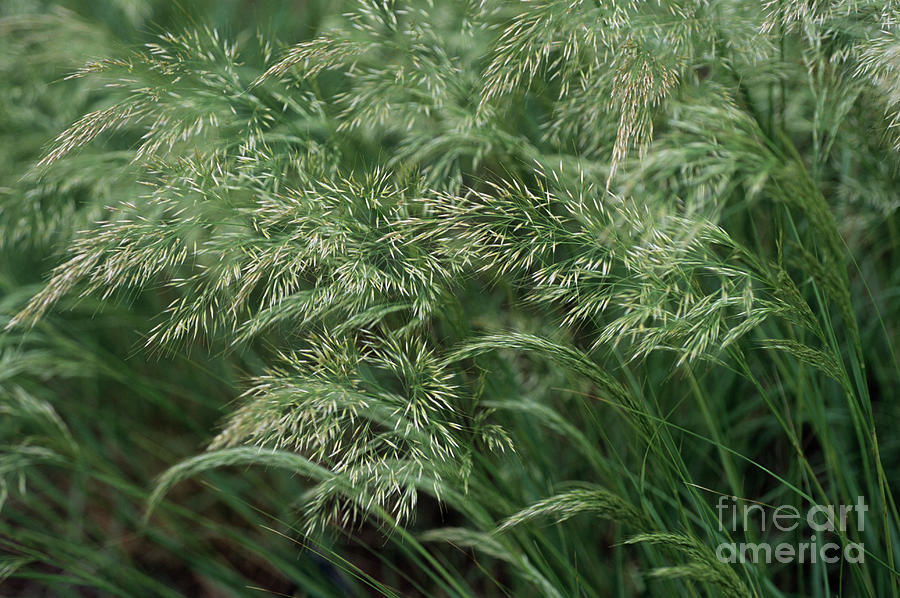 Spear Grass (achnatherum Calamagrostis) Photograph by Jane Sugarman/science Photo Library