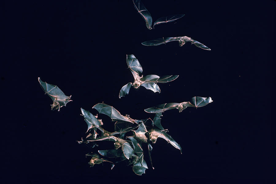 Yale University Photograph - Spear-Nosed Bats by Nina Leen