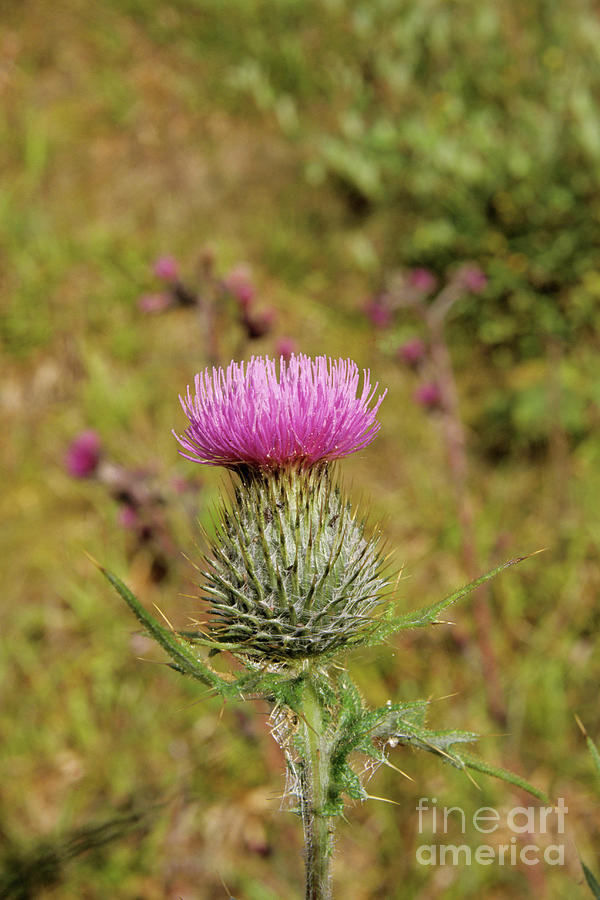 Nature Photograph - Spear Thistle Flower by Adrian T Sumner/science Photo Library