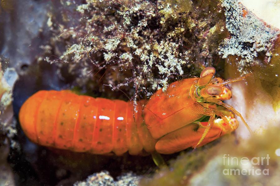 Spearing Mantis Shrimp Photograph by Georgette Douwma/science Photo Library