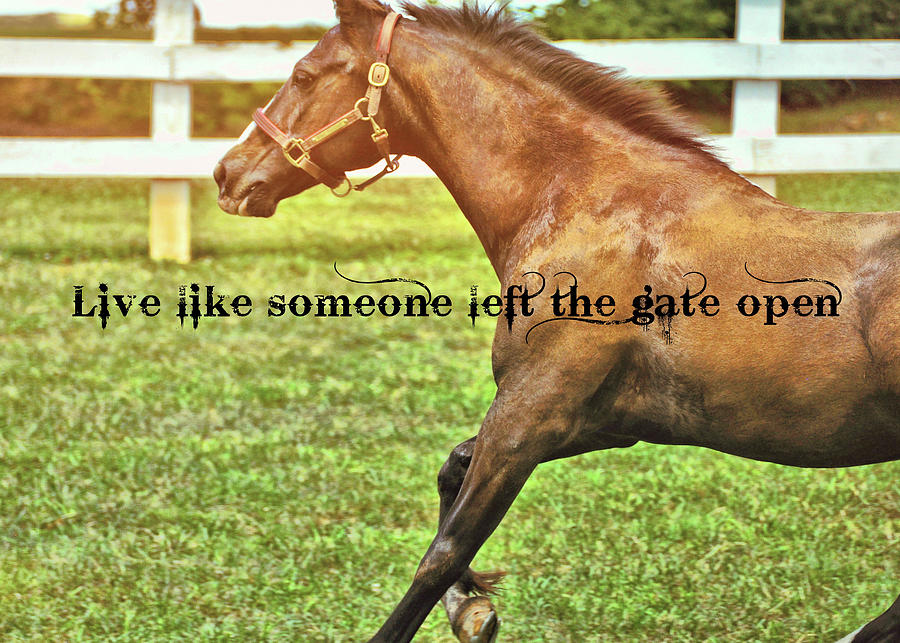 SPECIAL CONNEMARA quote Photograph by Dressage Design