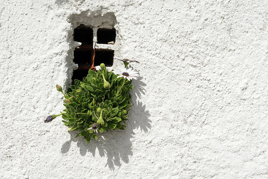 Special Gardening Creativity - Instantly Adorable African Daisies on a Rough Stuccoed Wall Photograph by Georgia Mizuleva
