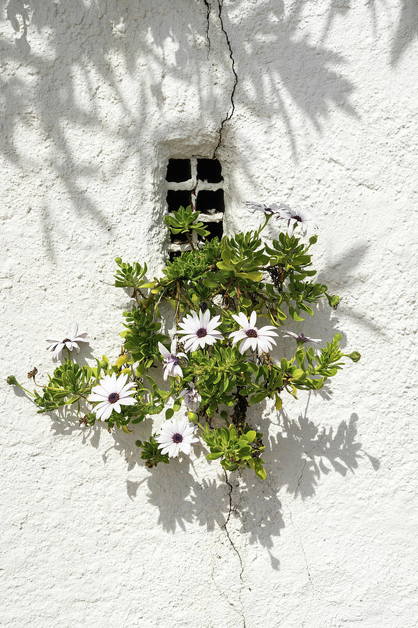 Special Gardening Creativity - Instantly Adorable African Daisies on a Stucco Wall  Photograph by Georgia Mizuleva