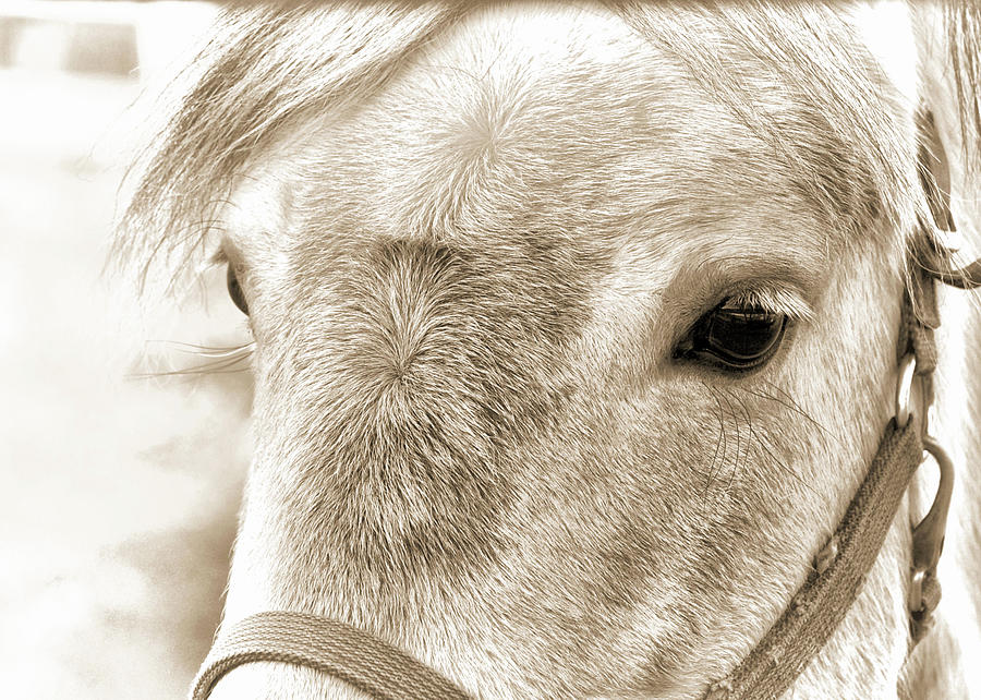 Special Gray Art Photograph by Dressage Design