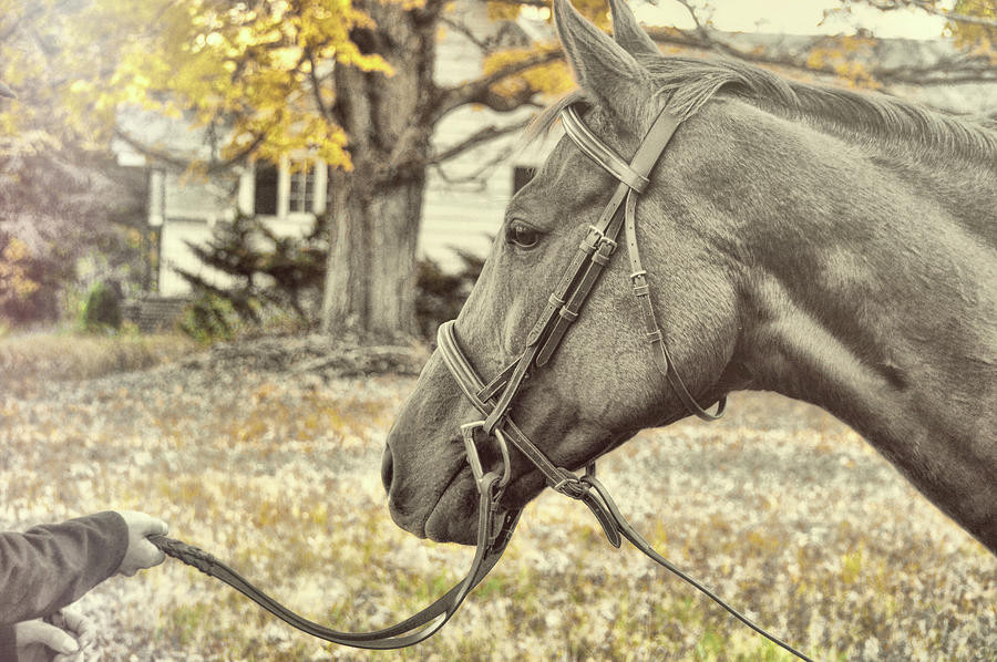 Fall Photograph - Special Mare by Jamart Photography