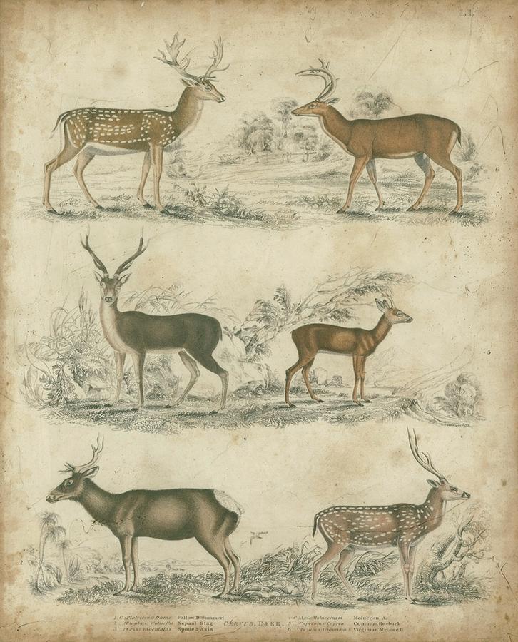 Species Of Deer Painting by Unknown - Fine Art America