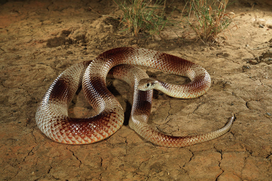 Wildlife Photograph - Speckled Brown Snake From Avon Downs, Barkly Tableland by Robert Valentic / Naturepl.com