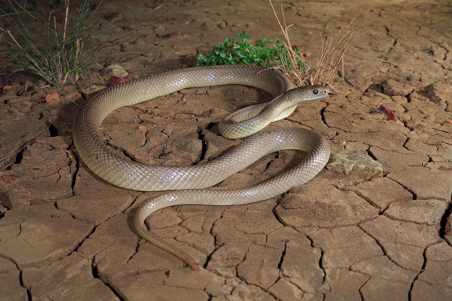 Wildlife Photograph - Speckled Brown Snake Subadult, Black Soil Plains In The by Robert Valentic / Naturepl.com