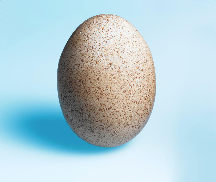 Speckled Egg Photograph by Adrian Burke