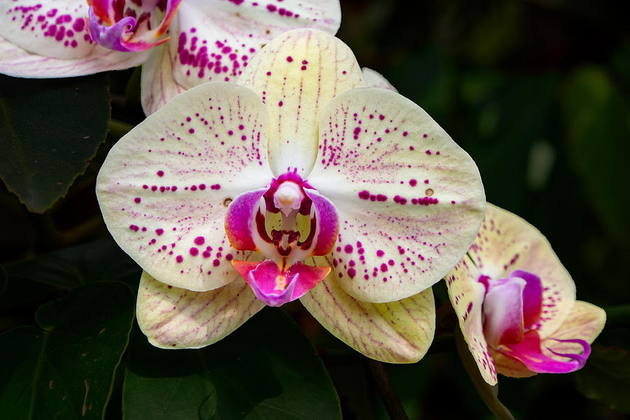 Speckled Pink and White Phalaenopsis Orchid With a Purple Lip Photograph by L Bosco