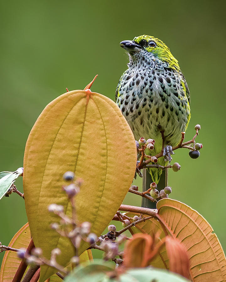Speckled Tanager Fincas Verdes San Antonio Tolima Colombia Photograph by Adam Rainoff