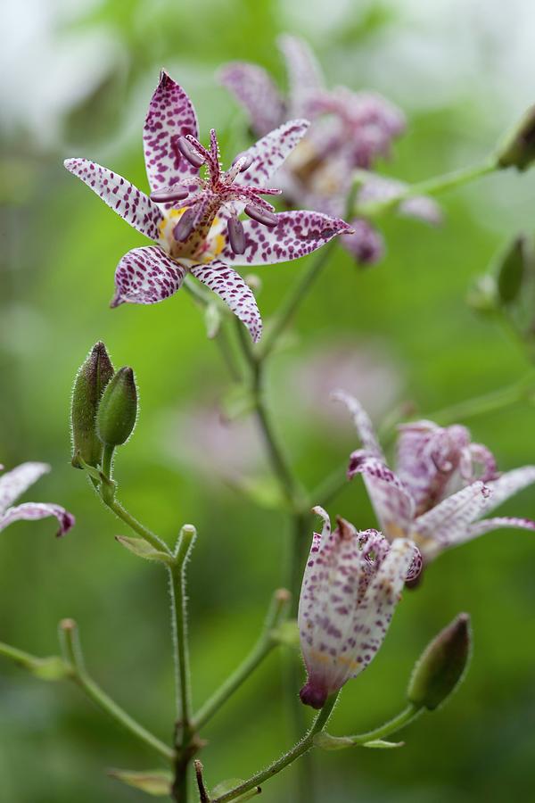 Speckled Toad Lily Flowers Photograph by Sibylle Pietrek