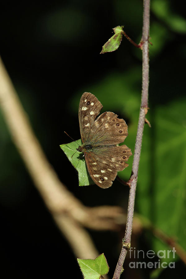 Speckled Wood Butterfly Inch Island Donegal 6 Photograph by Eddie Barron