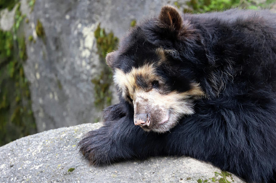 Spectacled Bear Photograph by David Stasiak