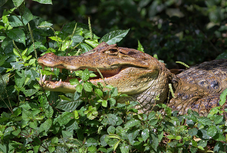 Spectacled Caiman Hiding In Plants Photograph by Ivan Kuzmin