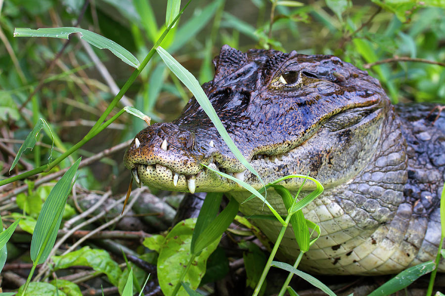 Spectacled Caiman With Teeth In Lips Photograph by Ivan Kuzmin