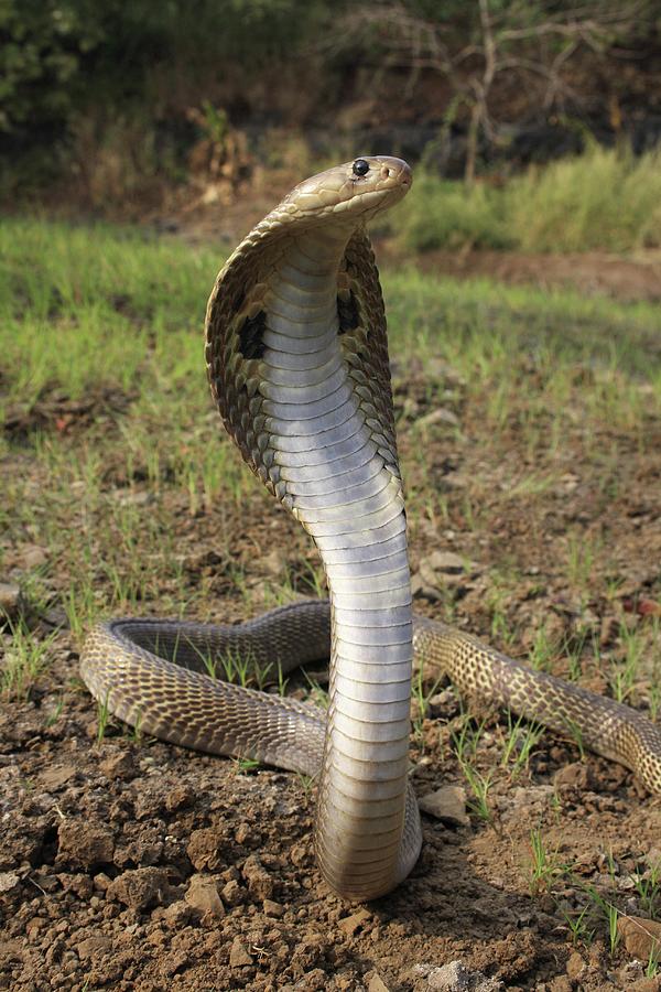 Spectacled Cobra Photograph by Ephotocorp - Fine Art America