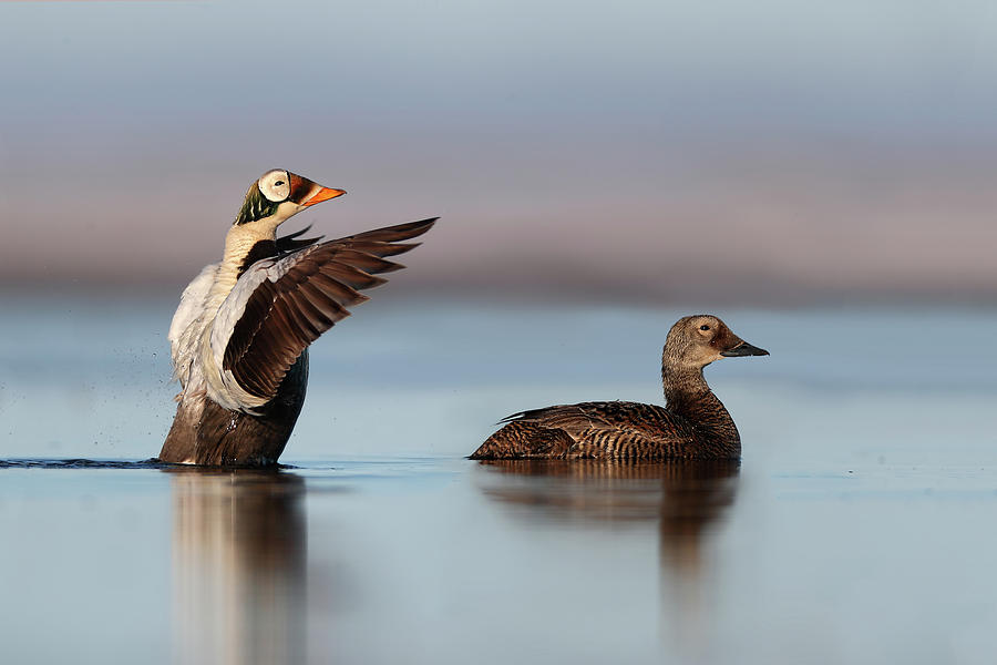 Spectacled Eider Pair Photograph by Daniel Behm